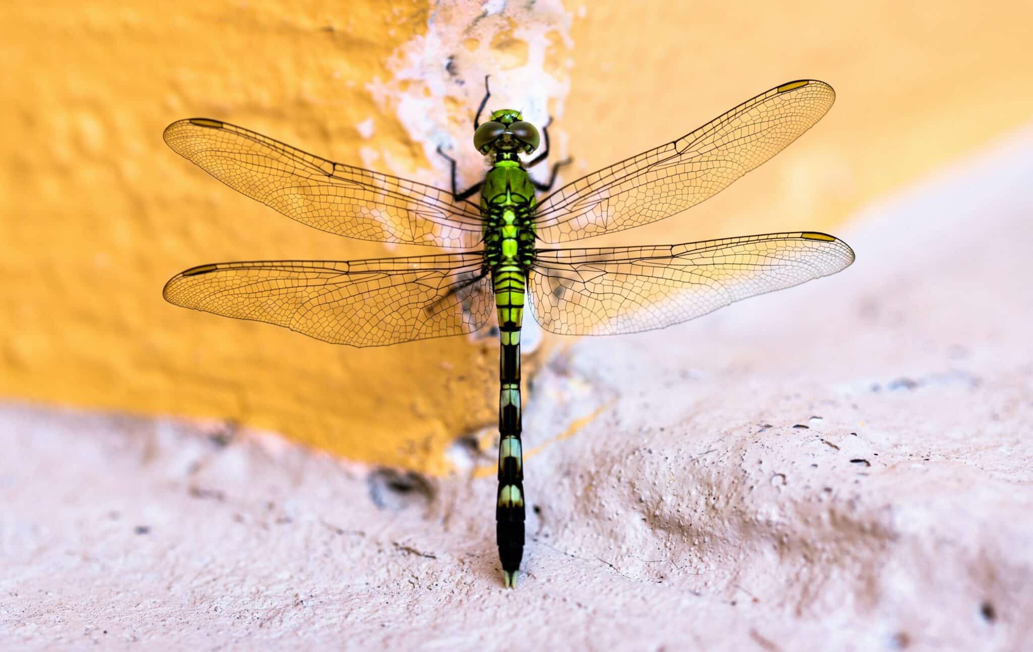 a dragonfly on a yellow wall