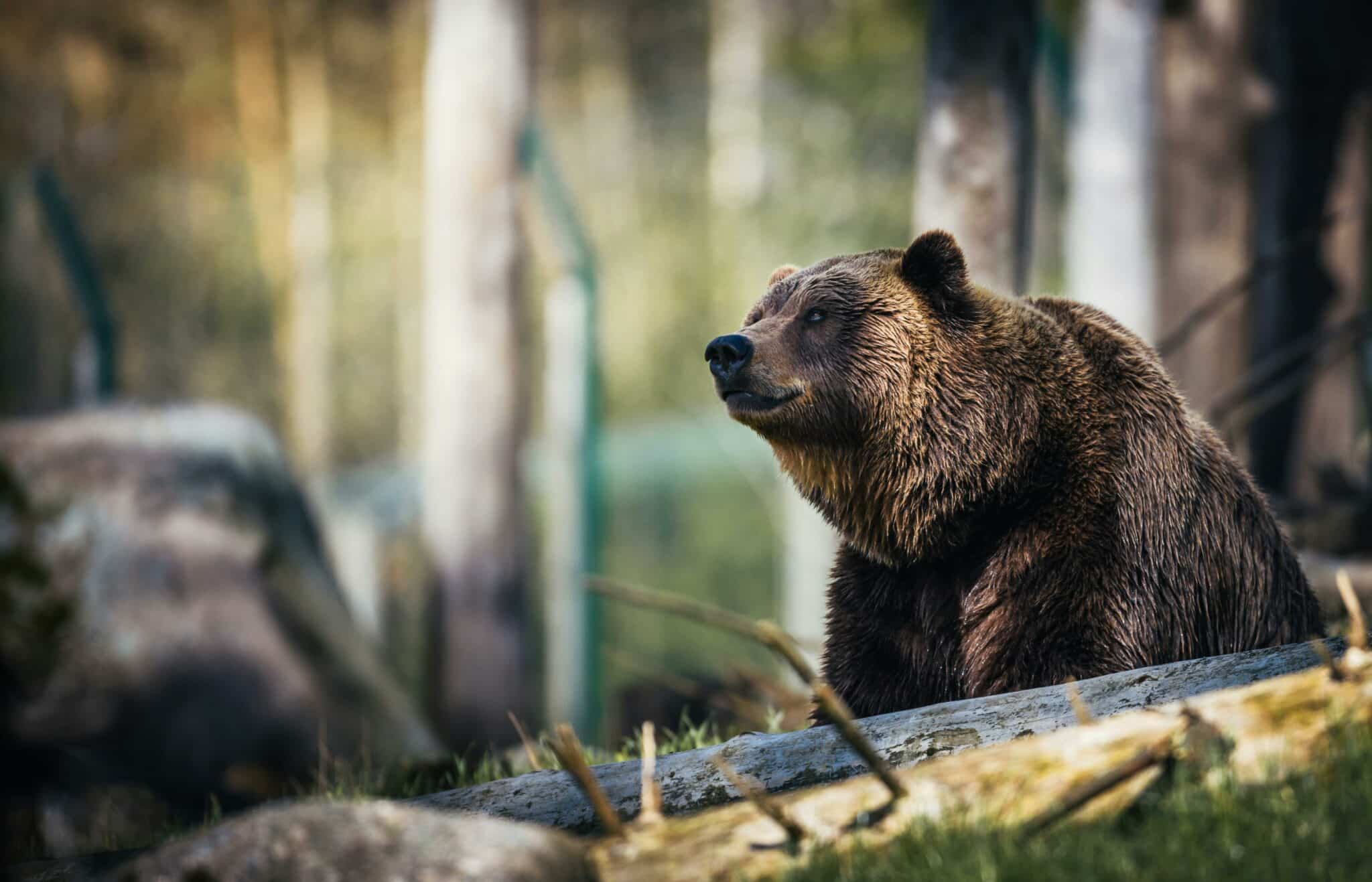 dreams about bears