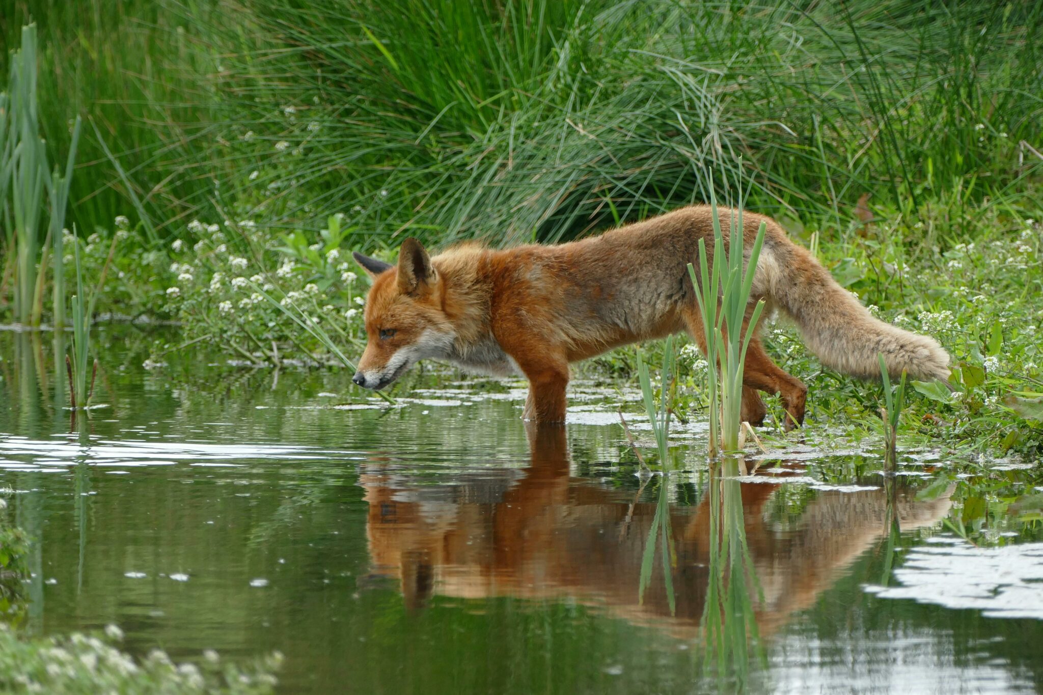 fox spiritual meaning