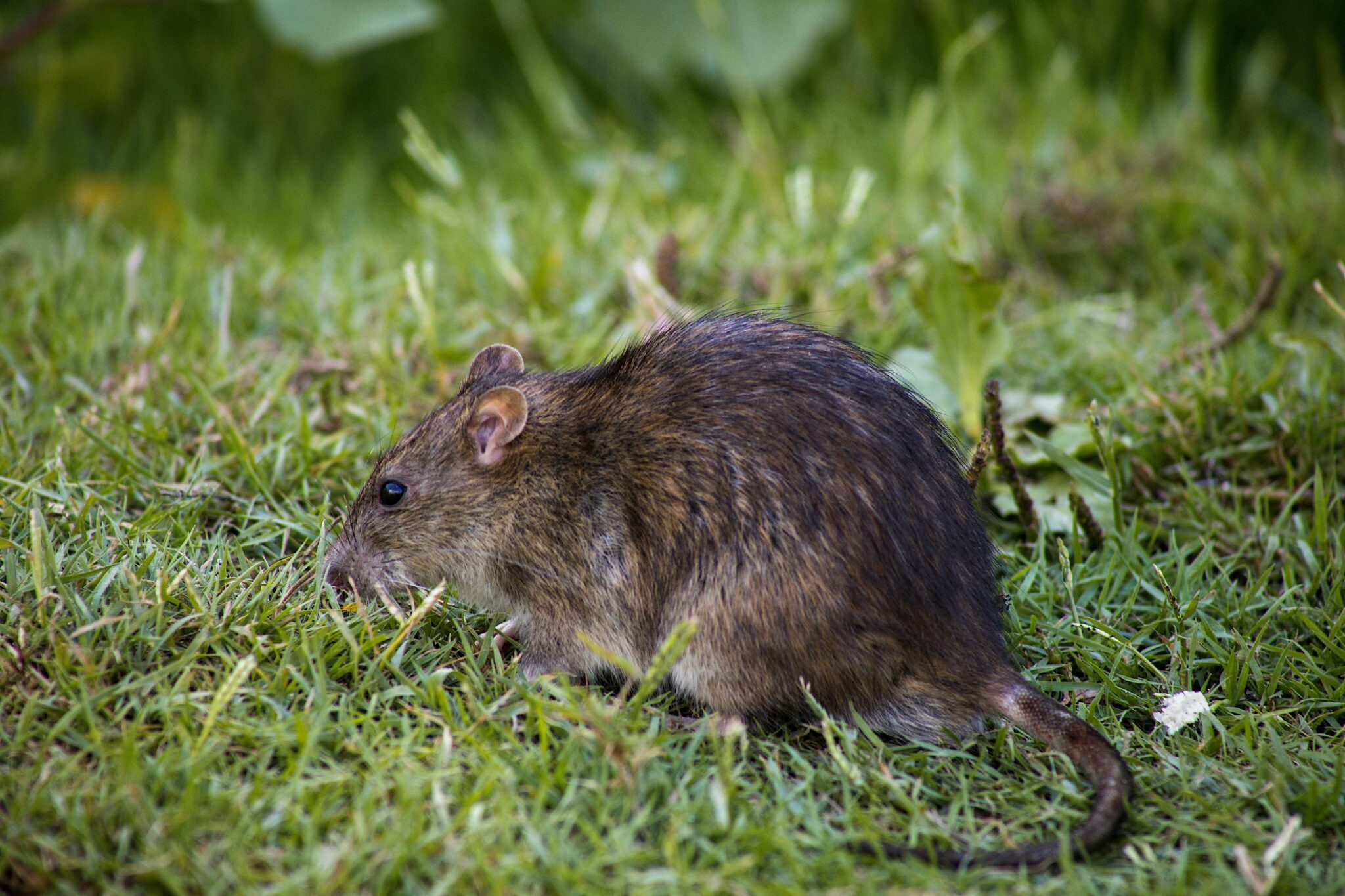Dreams about rats running around my house