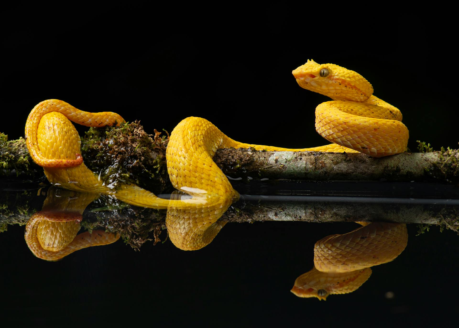 year of the snake